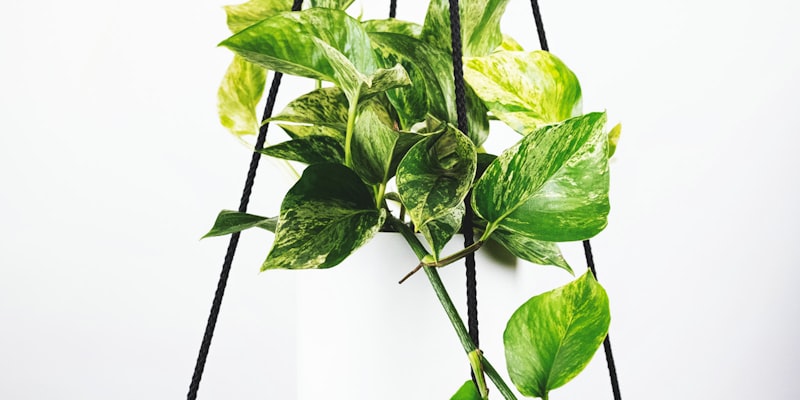 巴西国家男子足球队在绿茵场上庆祝进球的瞬间